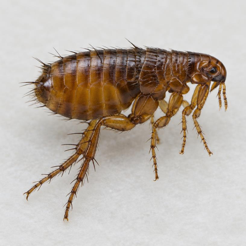 Fleas